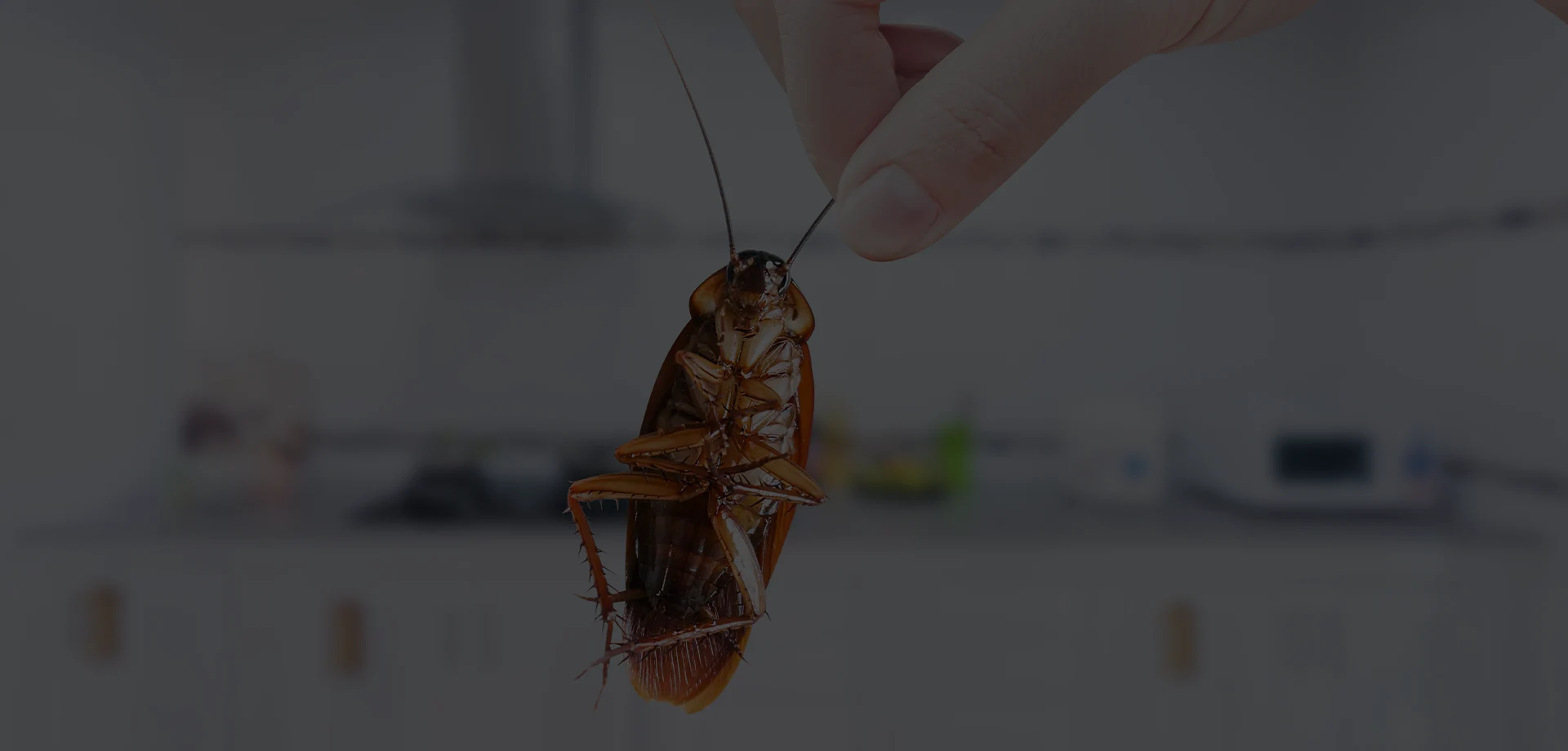 Cafards dans la maison