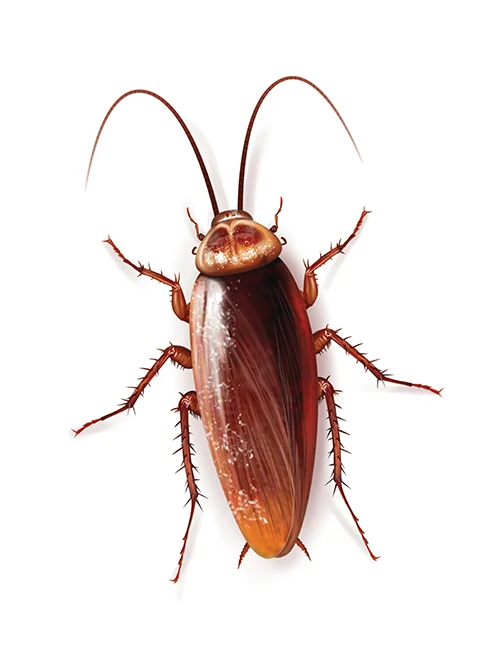 Ou se cachent les cafards